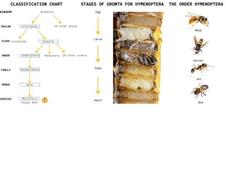 sTAGES-OF-GROWTH-FOR-HYMENOPTERA-6 – Honey Bee Research Centre