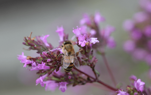 bee on an oregano flower