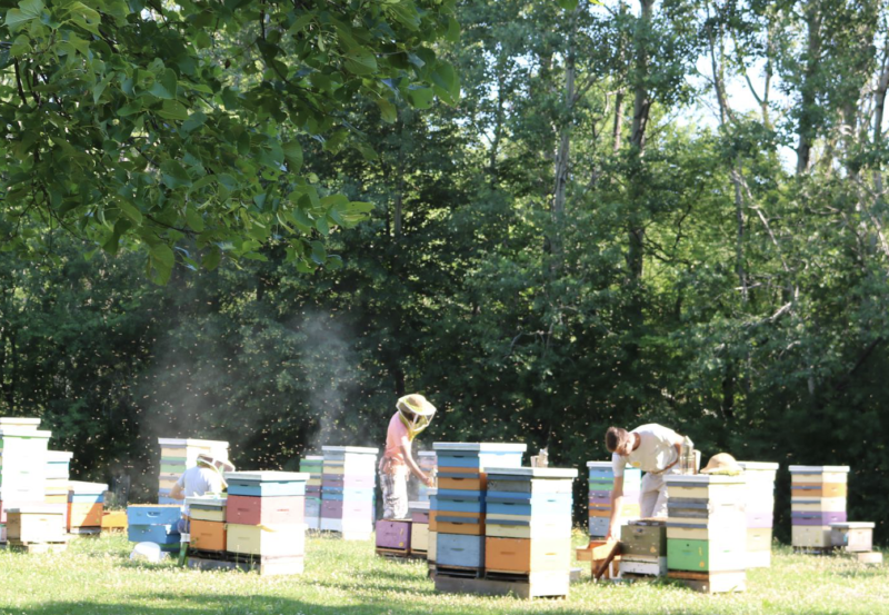 History Of Beekeeping – Honey Bee Research Centre