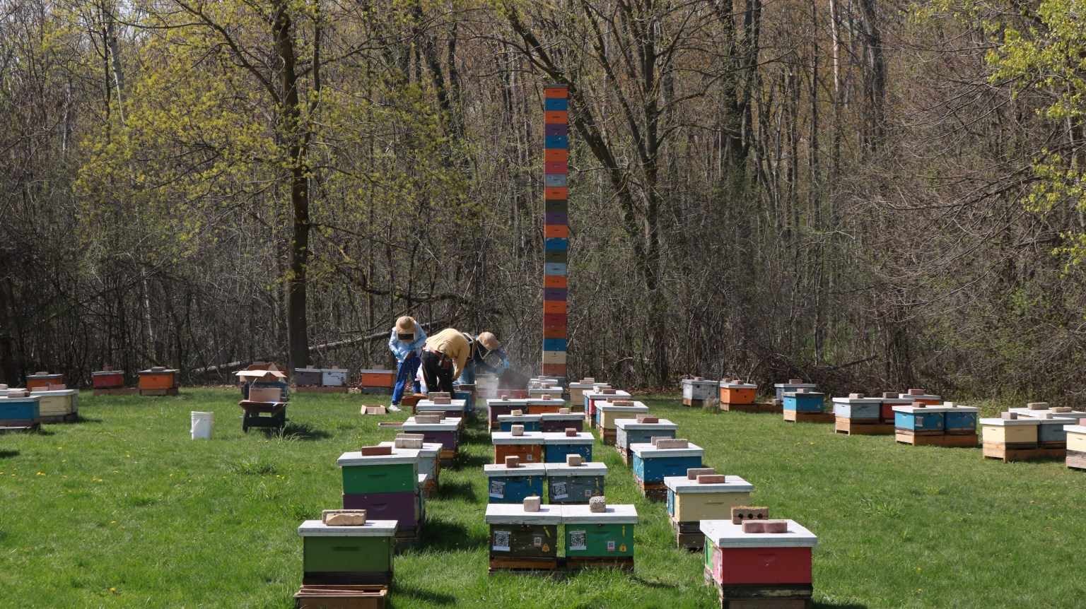 Single Brood Chamber Management Presentation Honey Bee Research Centre